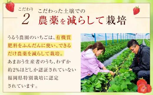 【特別栽培／有機質肥料／アフター保証】うるう農園 あまおう サイズ色々 6パック（約1710g）【2027年2月上旬～4月上旬発送予定】いちご イチゴ 苺 フルーツ 果物