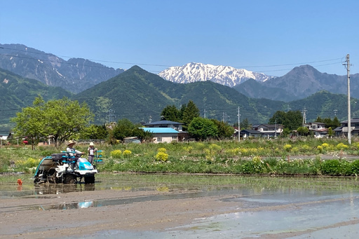 【令和8年産先行予約】『どじょうのいる田んぼのお米』コシヒカリ 白米 5kg | 馬場農園