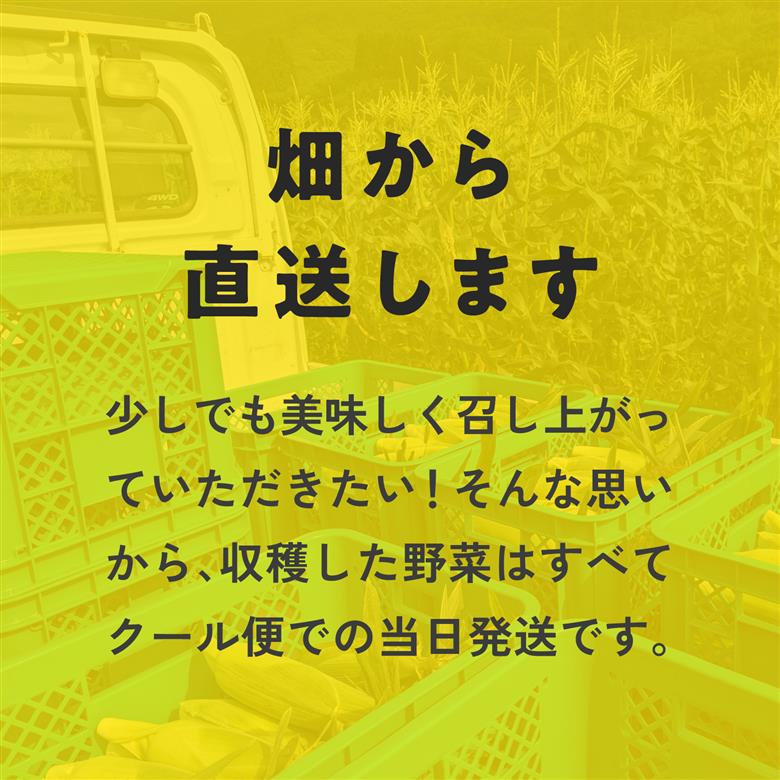 甘味究極！ 糖モロ濃シ 特大サイズ 5kg(9～12本)【とうもろこし】朝どれ直送 スイートコーン 産地直送 【配送不可地域：離島】 鳥取県日南町 星の農園