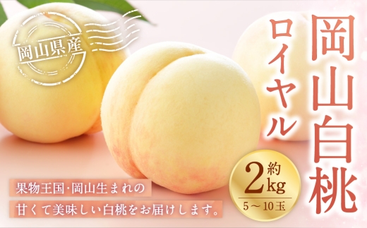 岡山白桃 ロイヤル 5～10玉 約2kg 岡山県産 白桃 桃 もも モモ くだもの 果物 果実 フルーツ 国産 ギフト 贈り物 【 2026年7月上旬～8月下旬発送予定 】