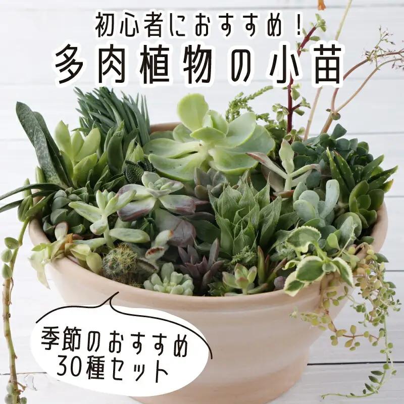 多肉植物の小苗30本（種類）セット
