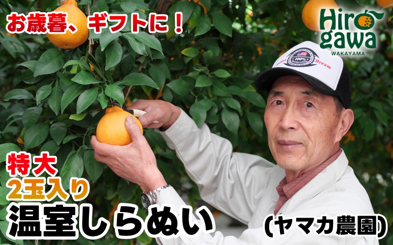 【12月発送】 温室 不知火 （ しらぬい ） 2玉入 / デコポン ハウス栽培 甘い 和歌山 柑橘 お歳暮 ※11月下旬〜12月下旬に順次発送 【ymk006-p-2】