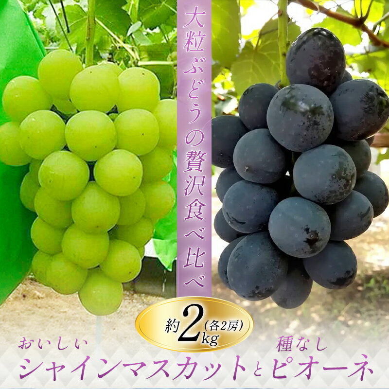 【ふるさと納税】 シャインマスカット 約500g×2房 ピオーネ 種無し 約500g×2房 皮ごと食べられる 果物 フルーツ ぶどう マスカット ピオーネ 食べ比べ 甘い 大粒 先行予約 季節限定 期間限定 7月下旬〜8月下旬発送 特産品 お取り寄せ グルメ
