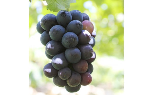 【皮ごとOK!】長野県産・種なしナガノパープル(約2kg)秀品 2026年8月下旬から順次発送予定 信州 南信州 高森町 産地直送 果物 くだもの ぶどう 旬のぶどう パープル 山下屋荘介