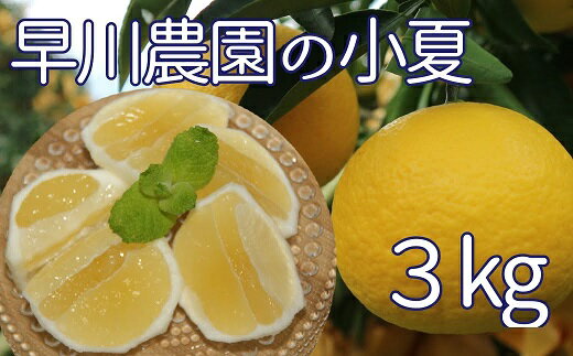 【ふるさと納税】【令和8年発送】早川農園の足摺小夏（3kg） 日向夏 みかん ミカン 果物 果実 柑橘 フルーツ こなつ ニューサマーオレンジ デザート おいしい ギフト 贈答 国産 高知県 高知 土佐清水 故郷納税 ふるさとのうぜい 返礼品【R00191】