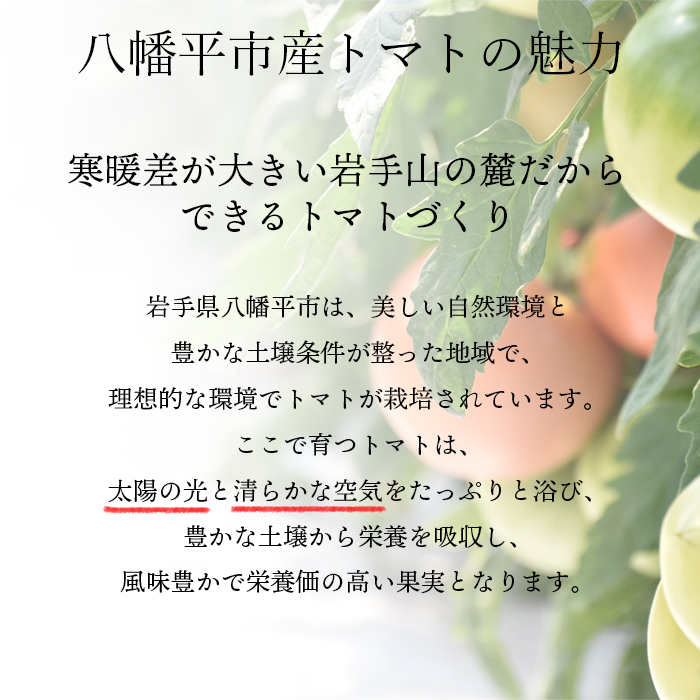 【岩手県産】 採れたてミニトマト サマー千果 約3kg ／ 十一代目藤助 とまと 産地直送 農家直送 新鮮
