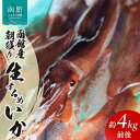 【ふるさと納税】函館産 朝獲り 生するめいか 約 4kg 前後 季節限定 コリッコリ イカ 生いか スルメイカ いか刺し 函館名物 地元食材 国産 魚介類 冷蔵 イチヨ水産 北海道 函館 送料無料 お取り寄せグルメ