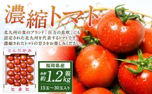 福岡県北九州市若松区産 若松濃縮トマト 1.2kg箱（15玉～30玉入り）【2026年3月上旬～6月下旬発送予定】とまと トマト 野菜 国産 北九州市産