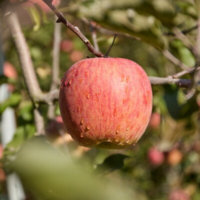 【ふるさと納税】サンふじりんご訳あり計5kg【1690738】