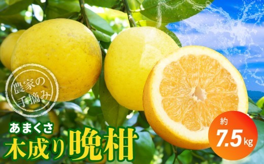 S040-023_【2026.7月発送】農家の手摘みあまくさ木成り晩柑 　約7.5kg