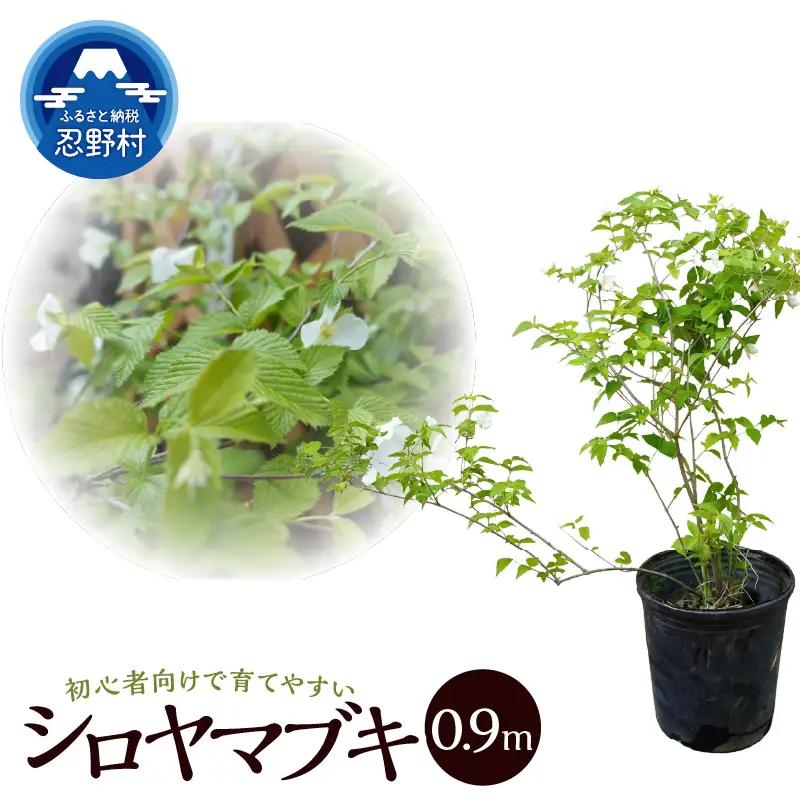 植木　白ヤマブキ　0.9ｍ