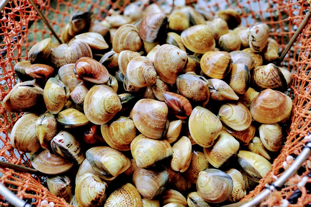 畜養活はまぐり 3kg　MN00056