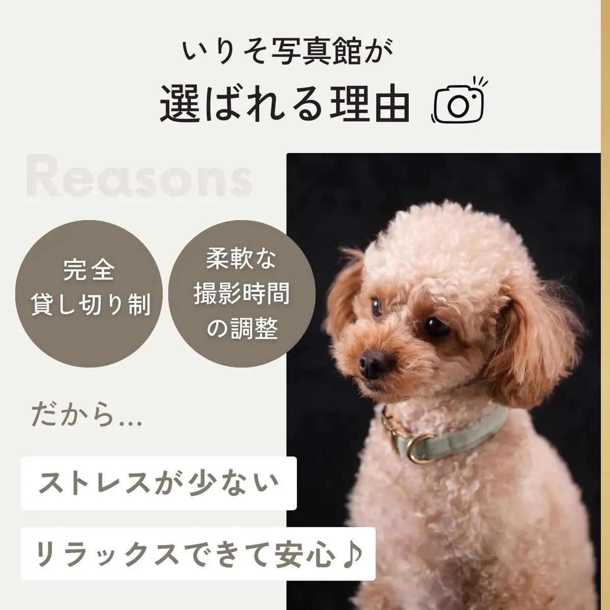 ペットとご家族のためのプレミアムフォト撮影体験 チケット | ペットフォト 記念写真 狭山市