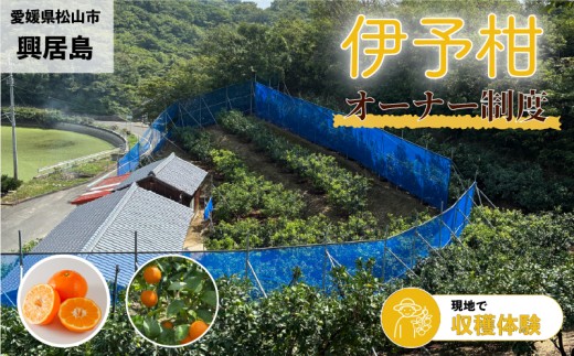 興居島産 伊予柑の木 1本収穫オーナー権  | オーナー制度  収穫体験 柑橘 伊予柑 いよかん  愛媛県 松山市 興居島 オーナー