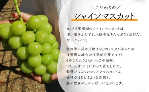 【2026年先行予約】桃とシャインマスカットが産地直送で届く！ご家庭用２回便 (定期便)(岡山県産)【KF-T048-04】