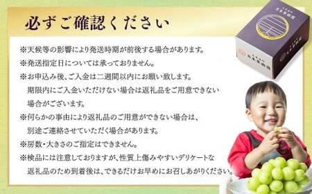 【種なし】岡山県産 シャインマスカット 計約1kg箱 2房入り マスカット ぶどう ブドウ 葡萄 フルーツ 種無し【2026年10月上旬-11月下旬発送予定】
