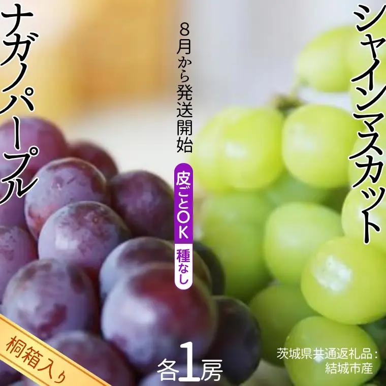 【 桐箱入り 】 シャインマスカット 1房 と ナガノパープル 1房 【2026年8月から発送開始】（茨城県共通返礼品 [ぶどう]：結城市産）