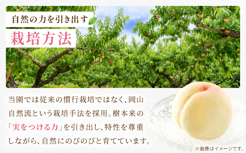 【先行予約】岡山の白桃・晩生　1.5kg箱　9月上旬から順次発送予定 約1.5kg箱