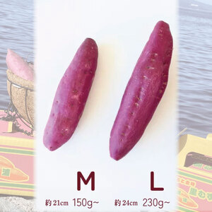 なると金時 里むすめ Mサイズ 5kg 2025年12月発送 さつまいも Mサイズ 芋 いも なると金時 里むすめ 鳴門金時 芋棒 ロールケーキ スイートポテト 干し芋 焼き芋 フルーツ スイーツ ケ