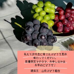 シャインマスカットと旬のぶどう（2種類もしくは1種類）約2kg