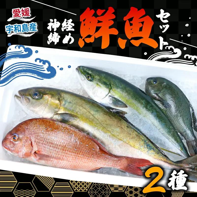 鮮魚 セット 神経締め 宇和海産 2種 こもこもShop 魚 （タイ カンパチ ブリヒラ シマアジ カワハギ イシダイ） D040-186007
