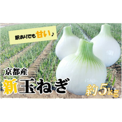 【ふるさと納税】【訳アリ】たまねぎ 5kg　京都府久御山町産【1621127】