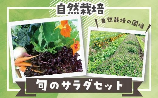 【定期便】自然栽培 旬のサラダセット 約1kg×6回【無添加 無農薬 産地直送 野菜 やさい 健康 じゃがいも ジャガイモ 玉ねぎ レタス きゅうり キュウリ ブロッコリー 人気 おすすめ 鳥取県 琴浦町 送料無料】
