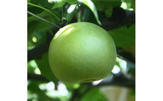 
                  二十世紀梨 小玉 5kg【やぶやフルーツガーデン】
                