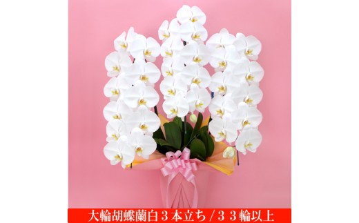 大輪胡蝶蘭　白3本立ち　33輪クラス（ラッピング付）