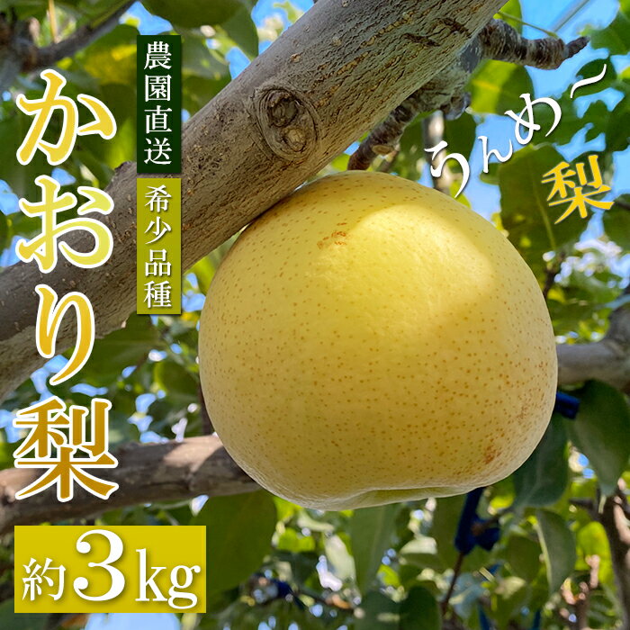 【ふるさと納税】 【 予約受付 】 梨 ＜20個限定＞ かおり梨 約 3kg （5~8玉） 9月中旬より順次出荷予定 令和7年度産 梨爺が作ったうんめ～かおり梨 香梨 ナシ フルーツ 果物 くだもの スイーツ 国産 秋梨 和梨 期間限定 数量限定