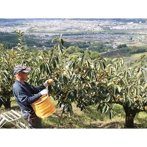 柳フルーツ園のたねなし柿　5kg【1077823】