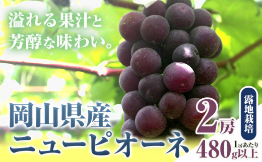 256.【先行予約】 岡山県産 ニューピオーネ 2房 480g以上 露地栽培 葡萄 果物 厳選出荷 スイーツ フルーツ デザート 岡山県矢掛町《9月上旬-10月下旬頃出荷》 種なしぶどう 【配送不可地域あり】