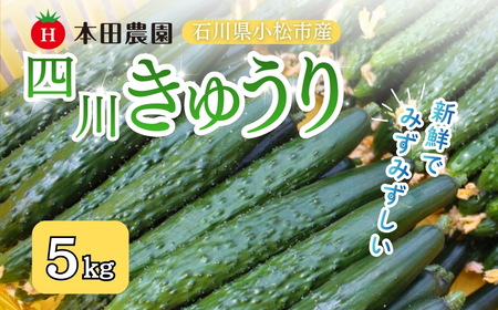 四川きゅうり 5kg 本田農園 野菜 ギフト | 石川県 小松市 本田農園