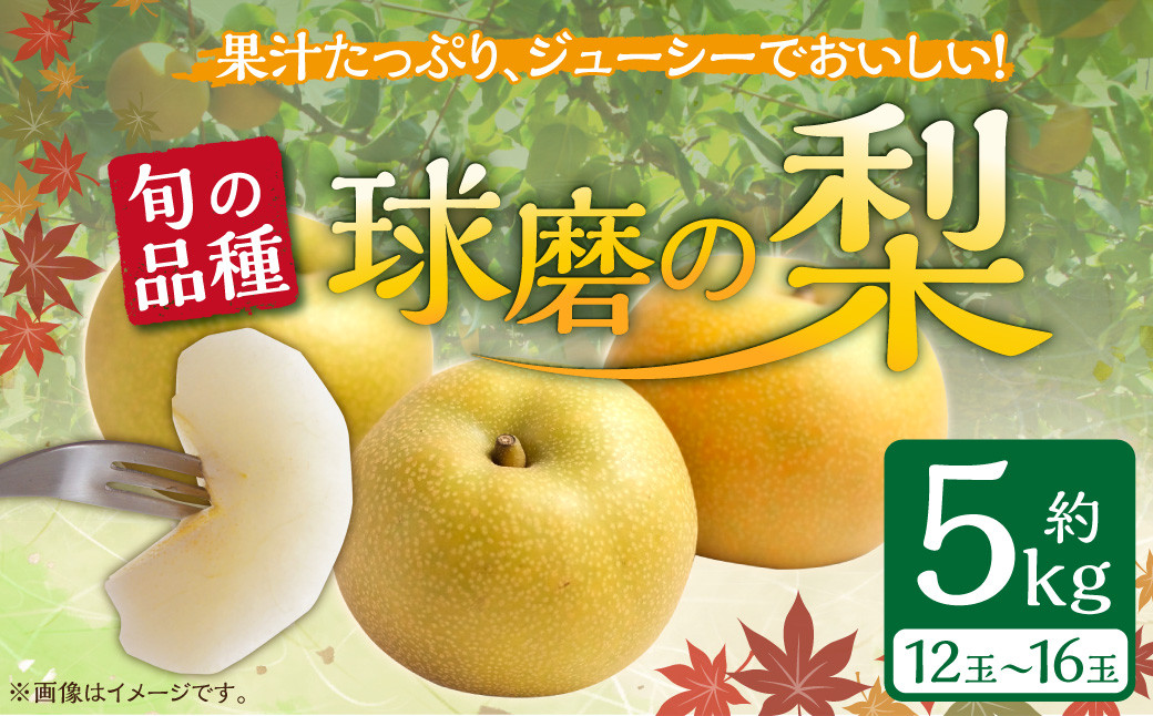 
            【発送時期：2025年8月上旬～10月上旬】熊本県ＪＡくま産　球磨の梨　5kg（12・14・16玉　旬な品種）
          