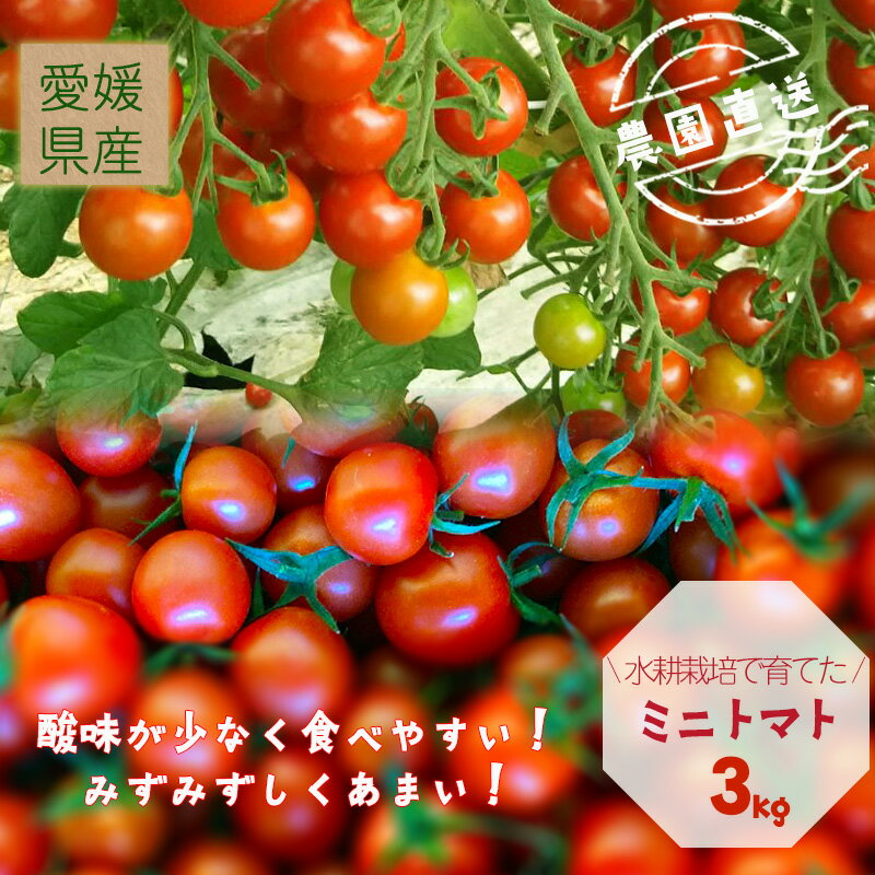 【ふるさと納税】 【2026年4月頃から順次発送】日高農園 水耕栽培 ミニトマト 3kg | 産地直送 国産 大容量 セット 通販 取り寄せ プチトマト フルーツ 甘い 糖度 野菜 料理 おすすめ 野菜 人気 お取り寄せ 期間限定 愛媛県 松山
