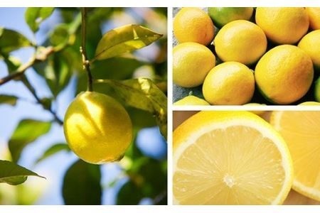 手作り いちごジャム 160g 2本 セット 希少 国産 マイヤーレモン 保存料 着色料 不使用 パン によく合う こだわり ジャム 日用品 KA-46