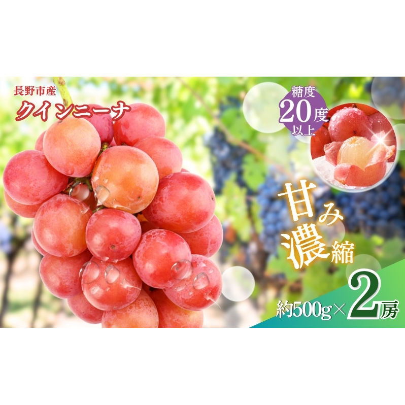 ぶどう  クイーンニーナ 2房 セット 葡萄 ブドウ 果物 フルーツ デザート おやつ 信州 2026年秋発送頃 長野 果物類 マスカット ギフト 手土産 