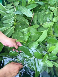 【天然成分100％】 天海のしずくオーガニック 化粧水