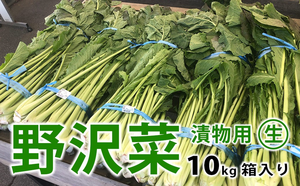 
                  信州松本市産 漬物用「生の野沢菜」10kg｜ふるさと納税 長野県 松本市 野沢菜 野菜 漬物 信州 信州名物 野沢菜漬け
                