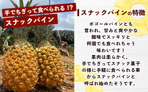 【マツコの知らない世界で絶賛！】《2025年4月以降発送》【先行予約】パイナップル好きにおすすめ！満足のパイナップル4品種定期便【 沖縄 石垣 ピーチ ホワイトココ ジュワリー スナック パイン パイ