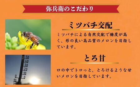 赤肉とろ甘メロン 2玉 【先行予約7月上旬～発送】 メロン