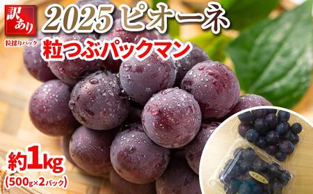 【先行予約】2025　ピオーネ 　粒つぶパックマン【訳ありパック】2パック 　約1キロ　長野県産【10月初旬頃～順次発送予定】 国際特許有機肥料栽培 | ピオーネ ピオーネ ピオーネ ピオーネ ピオーネ ピオーネ