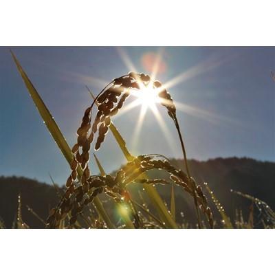 ふるさと納税 売木村 【令和7年産】うるぎ米 10kg |  | 03