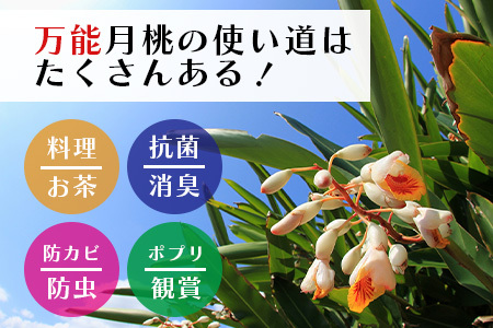 「月桃の苗」大1株（特別栽培、栽培期間中農薬不使用）【 沖縄県 石垣島 月桃 農薬不使用 化学肥料不使用 苗 離島のいいもの 沖縄いいもの石垣島 】OI-14