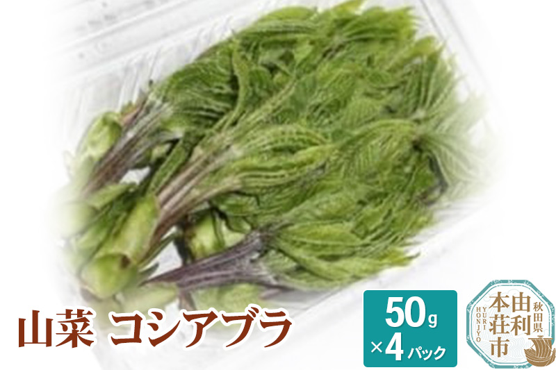 山菜 コシアブラ 50g×4パック （発送は4月〜5月頃）