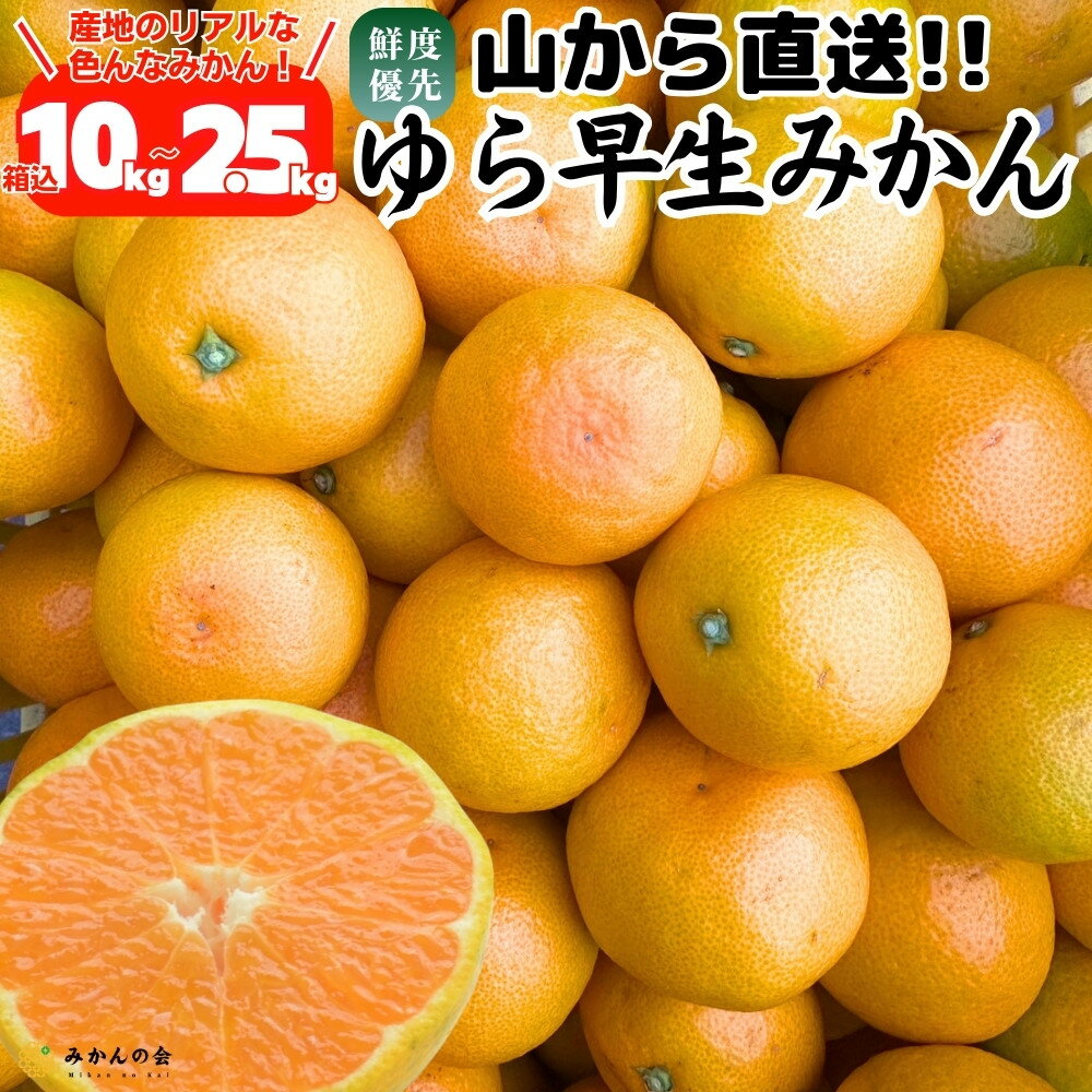 【ふるさと納税】ゆら早生 みかん 山から直送 箱込 2.5～10kg 採れたてそのままごろごろ規格 有田みかん 和歌山県産 【みかんの会】［2026年10月下旬頃より順次発送予定］ | 人気店 ゆら早生 柑橘 人気 おすすめ フルーツ 果物 甘味 柑橘類 旬 家庭用 ふるさと納税