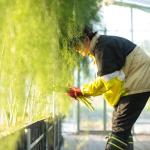 さぬきのめざめ　おおもりやアスパラガス「極み」1kg【予約受付：御用意出来次第発送】【H-56】