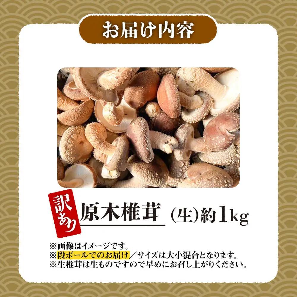 【訳あり】原木 生しいたけ 約1kg しいたけ [BNAU005]