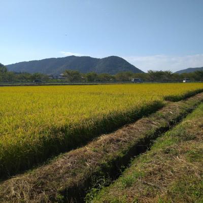 ふるさと納税 岐阜市 岐阜市産 ハツシモ 清流長良川米 精米 10kg(5kg×2袋) |  | 02