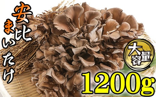 生まいたけ 大株 約1200g 【安比まいたけ】 ／ 生 まいたけ 安比 舞茸 マイタケ 国産 岩手県産 きのこ キノコ 茸 野菜 一株 炊き込みご飯 炊込みご飯 天ぷら てんぷら 味噌汁 みそ汁 煮物 お鍋 鍋 すきやき すき焼き ソテー 炒めもの パスタ 産地直送 直送 おすすめ